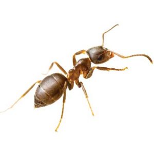rover ant pest control Tucson
