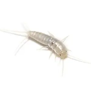 silverfish pest control Tucson
