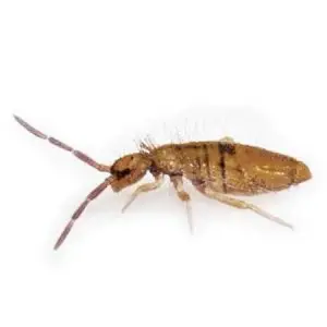 springtail pest control Tucson