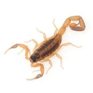 Stripped Scorpion pest control Tucson