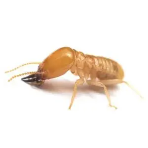 subterranean termite