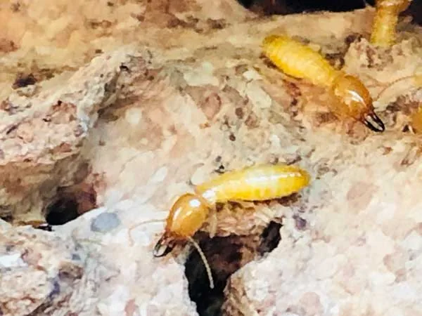 Subterranean Termitas in Tucson