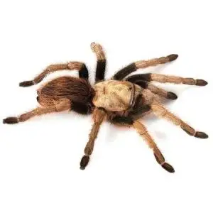 Tarantula pest control Tucson