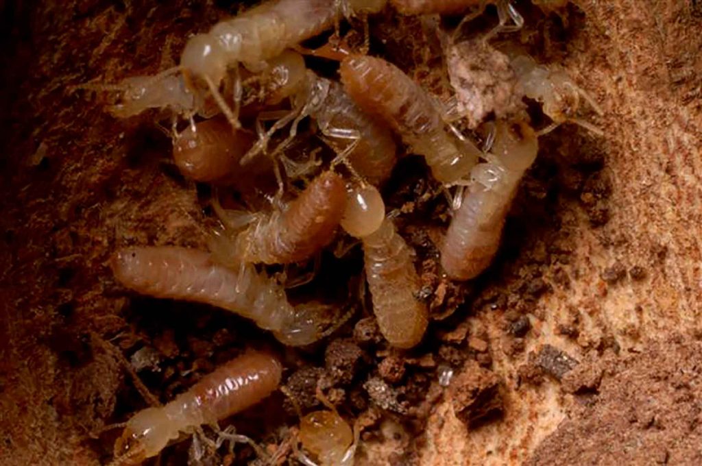 termite nest removal Tucson