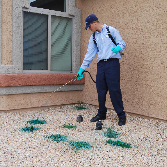 Weed Control Tucson
