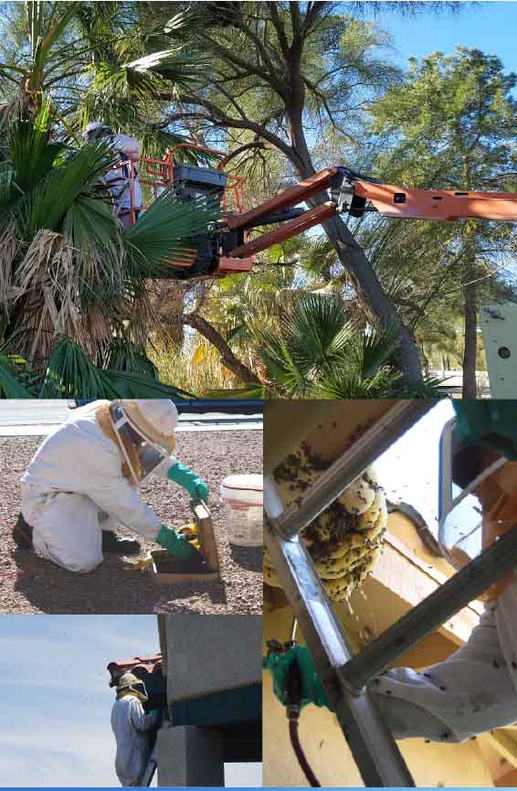 images of Essential Pest Control technicians removing bees