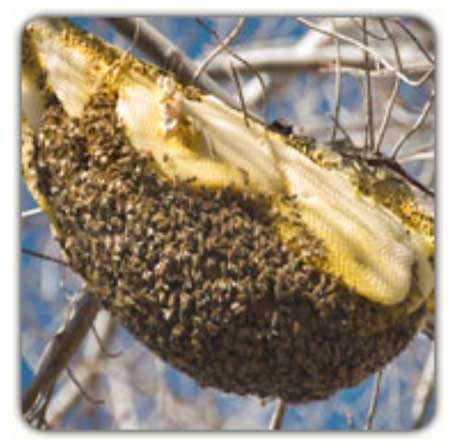 Honeycomb removal services in Tucson by Essential Pest Control