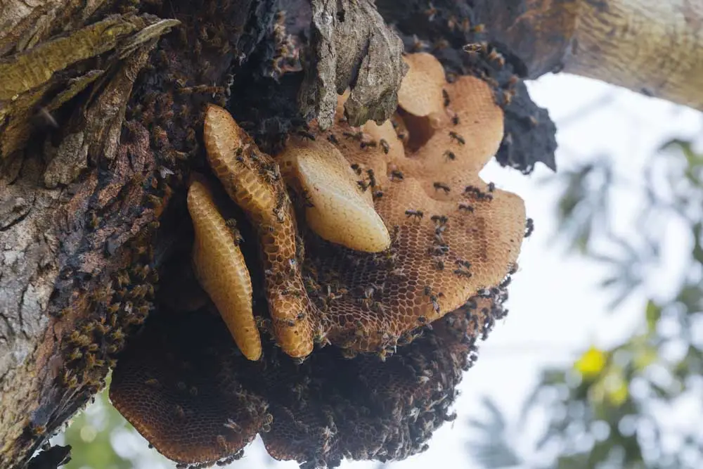A person wearing protective gloves and clothing appears to be tending to a beehive or wasp nest on a tree branch