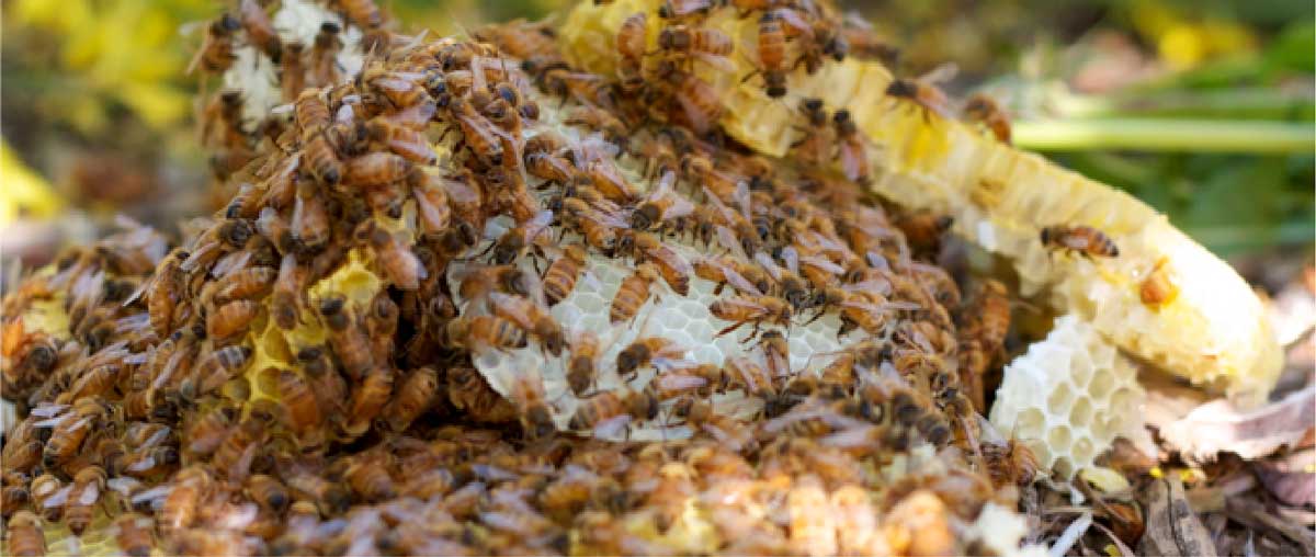 Bee pile