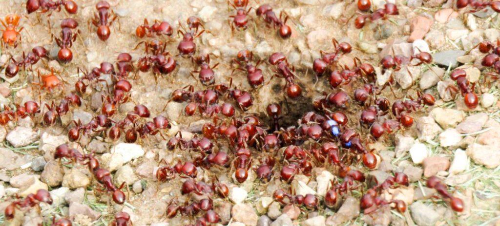 ant control, pest control Tucson