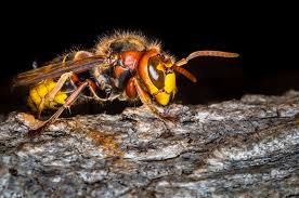 Bees, Wasps & Hornets