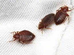 Bed Bugs being removed by expert Pest Control services for Bed Bugs at Essential Pest Control