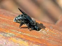 bees on your property