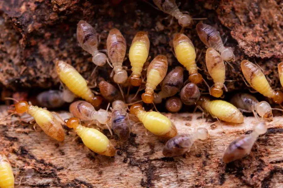 Termites Control in Tucson can prevent termite infestation in any kind of property