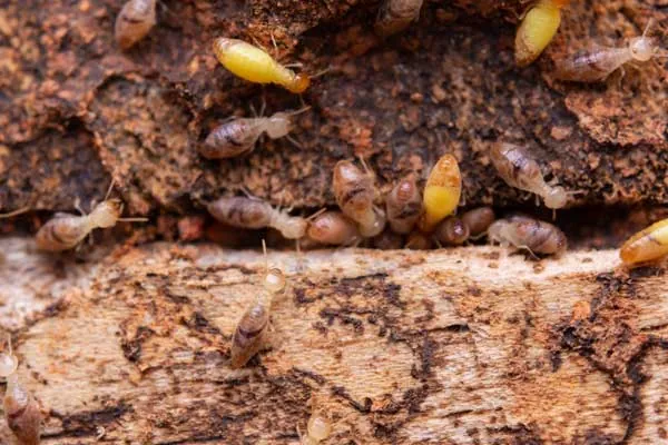 Termites eating wood in Tucson