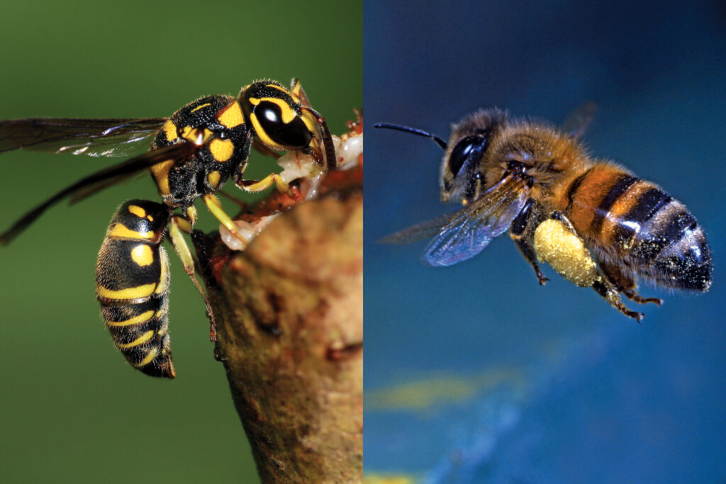 Wasp vs Bee Comparison